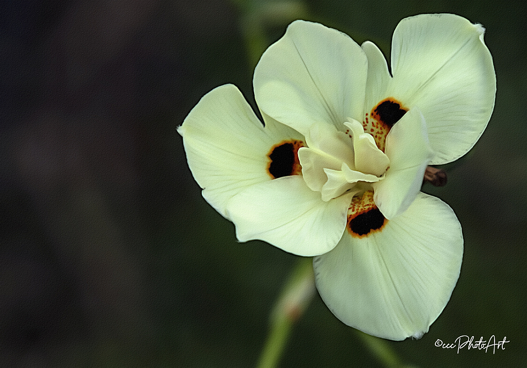 Lemonette - ID: 16004628 © Candice C. Calhoun