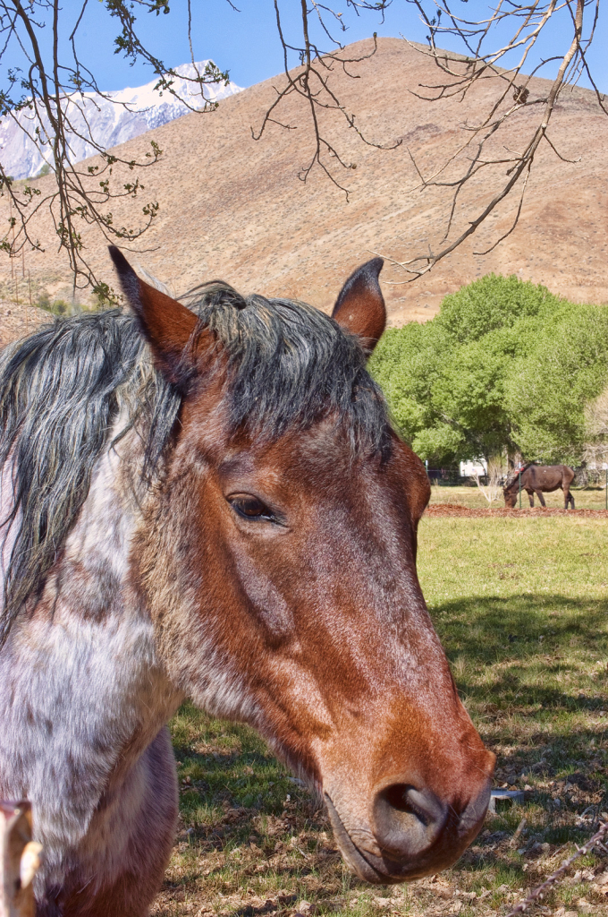 Horse Profile - ID: 16004709 © Kelley J. Heffelfinger
