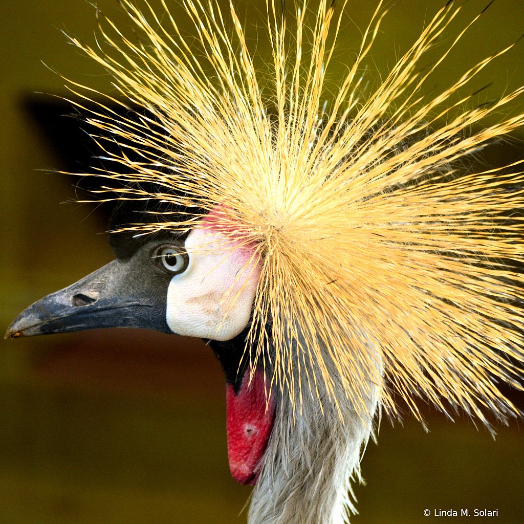 Sunburst Headress