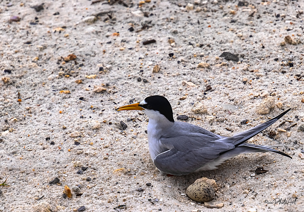 Skimmer & Son - ID: 16004729 © Candice C. Calhoun