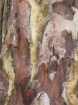 Scars of an elm