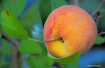 Fake Peach Tree