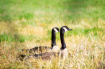Canada Geese in t...