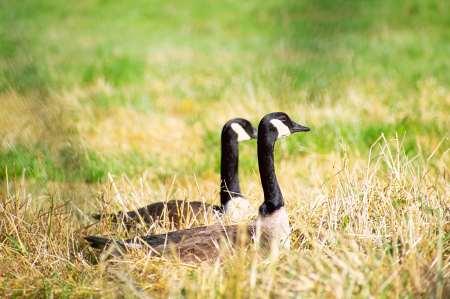 Canada Geese in the Grass Field