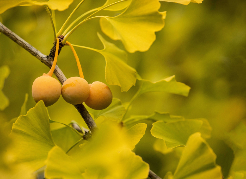 Gingko Berry