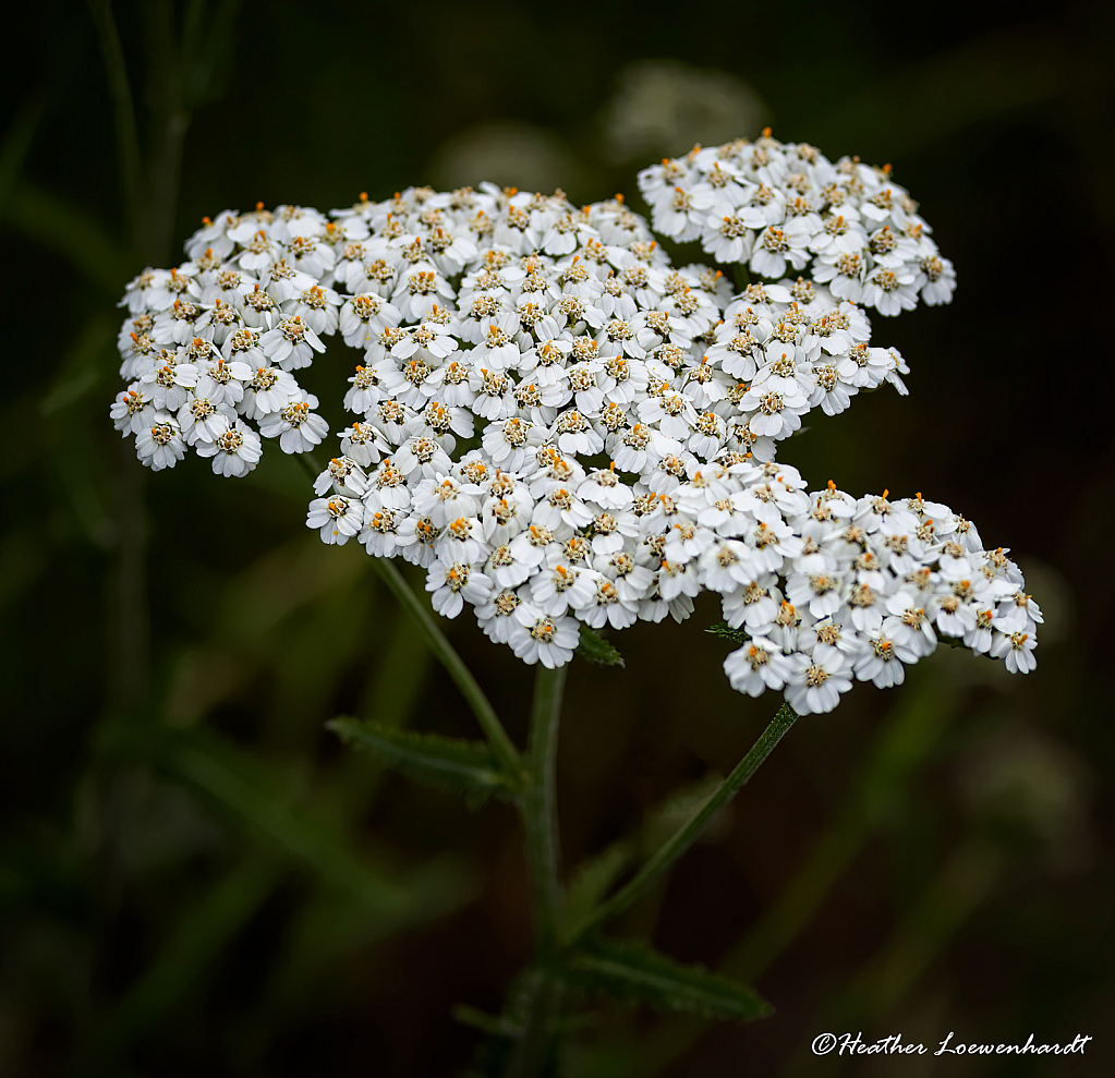 Yarrow