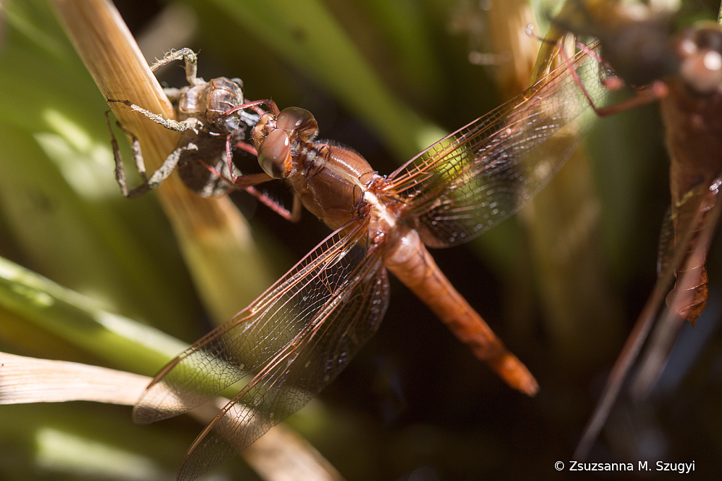 Newly born dragonfly