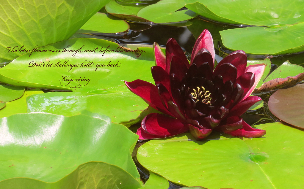 The Lotus Flower Rises Through Mud