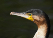 Cormorant Profile