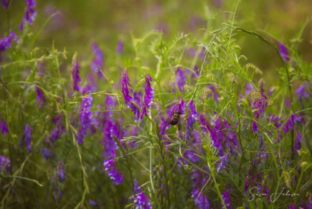 Signs of Spring on the Farm