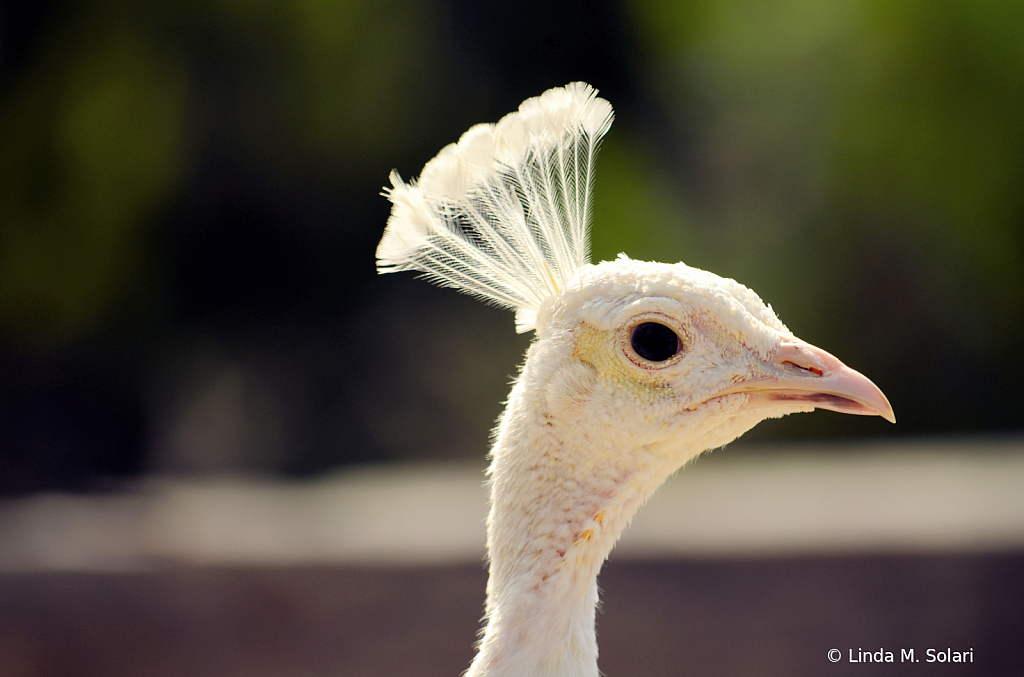 Albino Peacock?