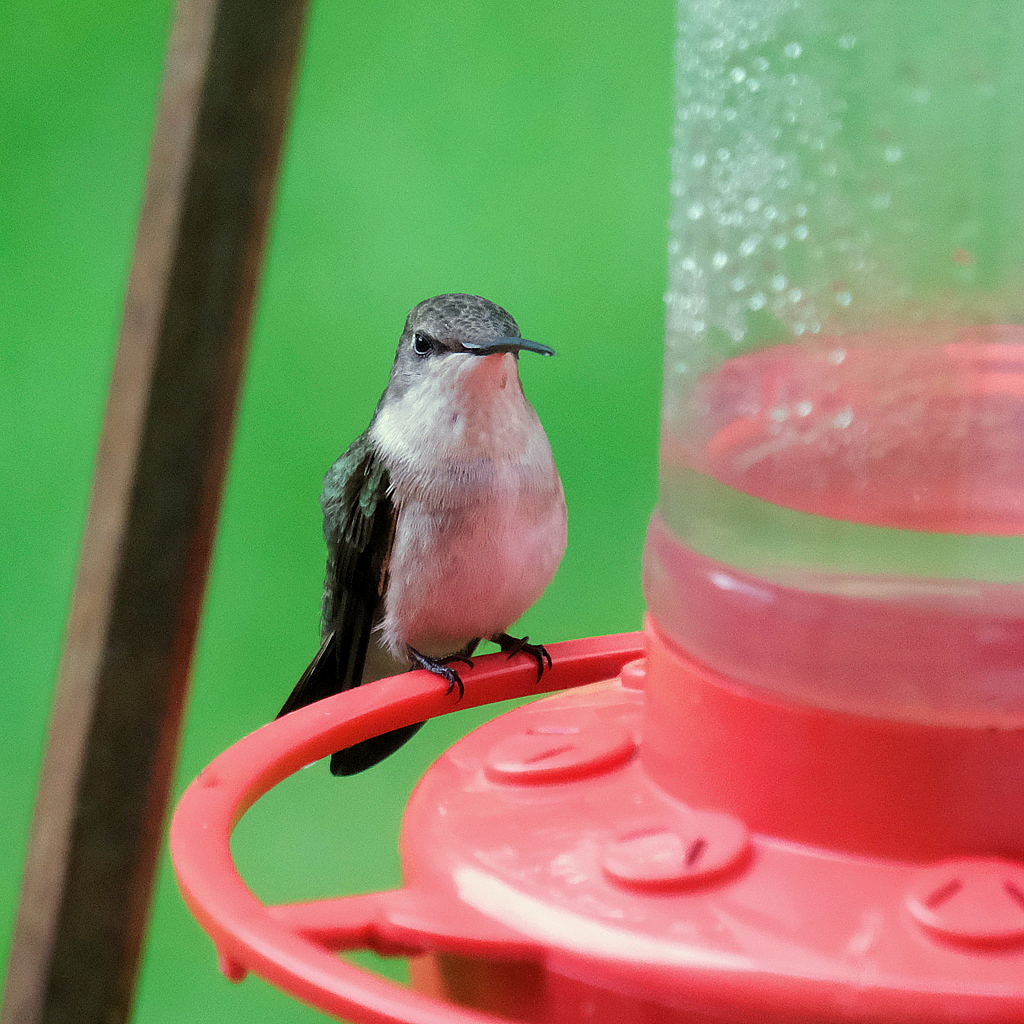 Hummingbird - ID: 16004262 © Larry Lawhead