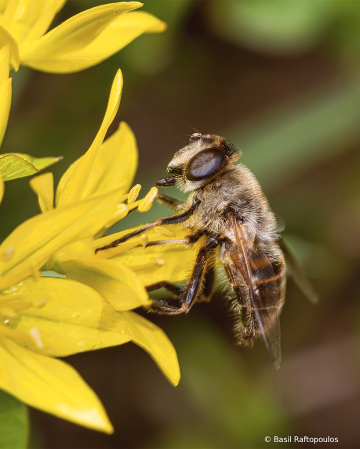 Western Honey Bee 