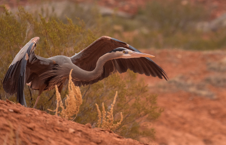 In position for take-off