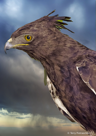 Long-Crested Eagle