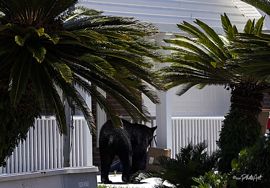 Bear Buddy - ID: 16004212 © Candice C. Calhoun