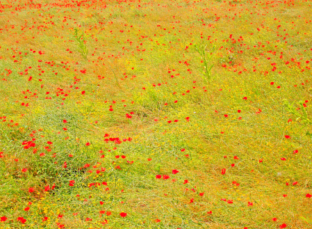 Naure's Red Spots.