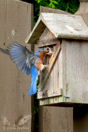 Dinner Delivery