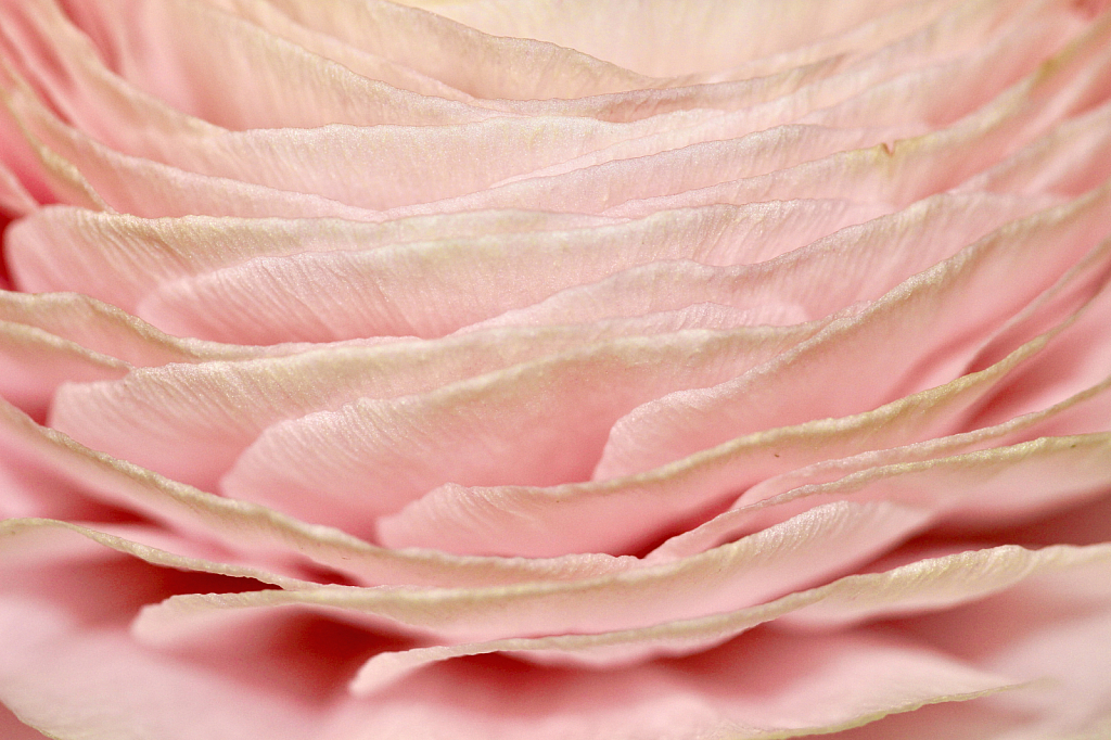 Petals of Pink