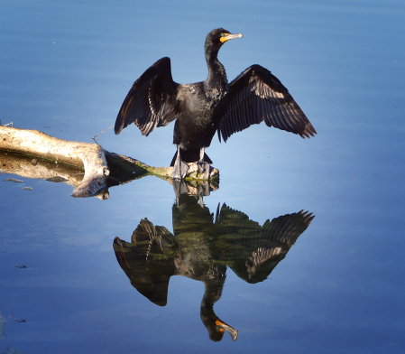 The Fascinating Cormorant