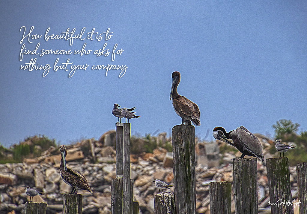 Posing Upon Posts - ID: 16004959 © Candice C. Calhoun