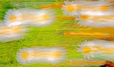 Flying Daisies. Abstract