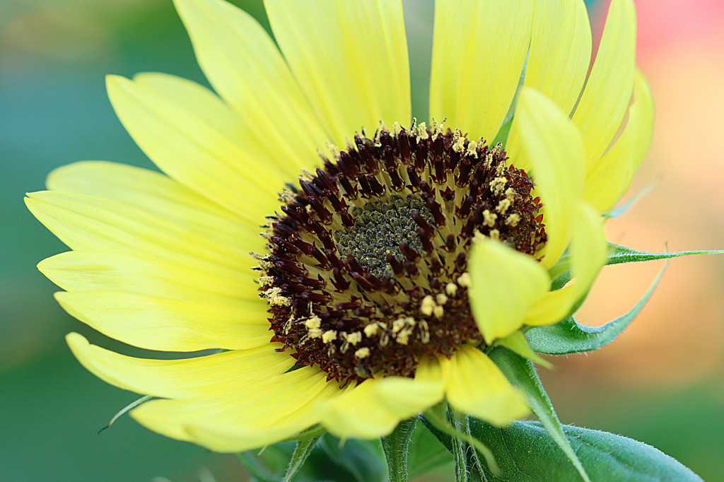 Sunflower - ID: 16005047 © Lori A. Nevers