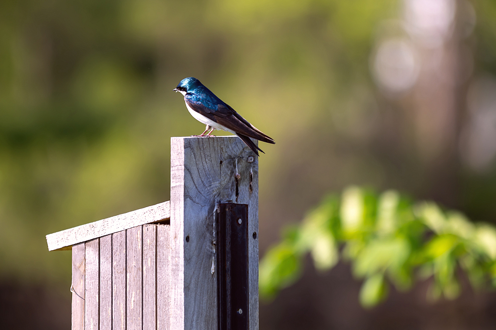 Sunning Swallow