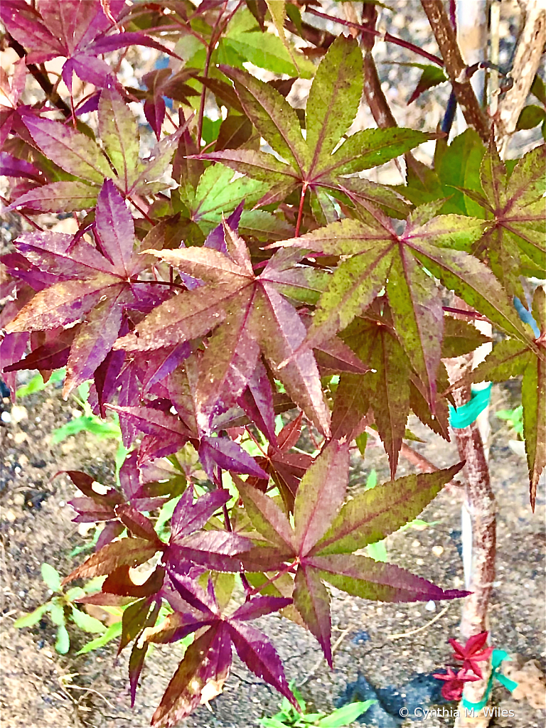 Japanese Maple Leaves