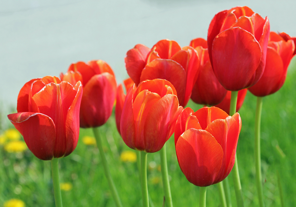 Tulips In Red