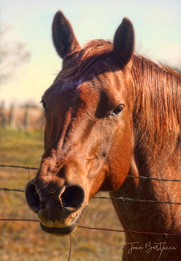 Portrait of a Horse