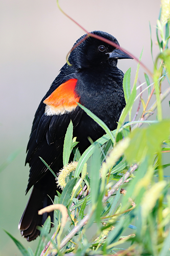 Red-winged Blackbird - ID: 16005245 © Lori A. Nevers