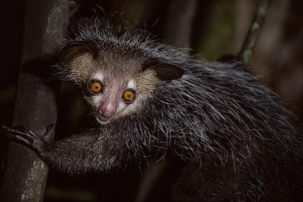 The Aye Aye Lemur - ID: 16005251 © Kitty R. Kono