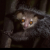 © Kitty R. Kono PhotoID# 16005251: The Aye Aye Lemur