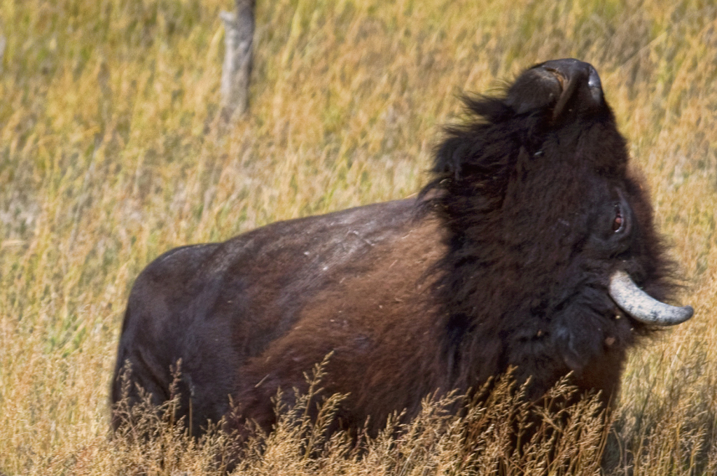 Bison Bellow - ID: 16005213 © Kelley J. Heffelfinger