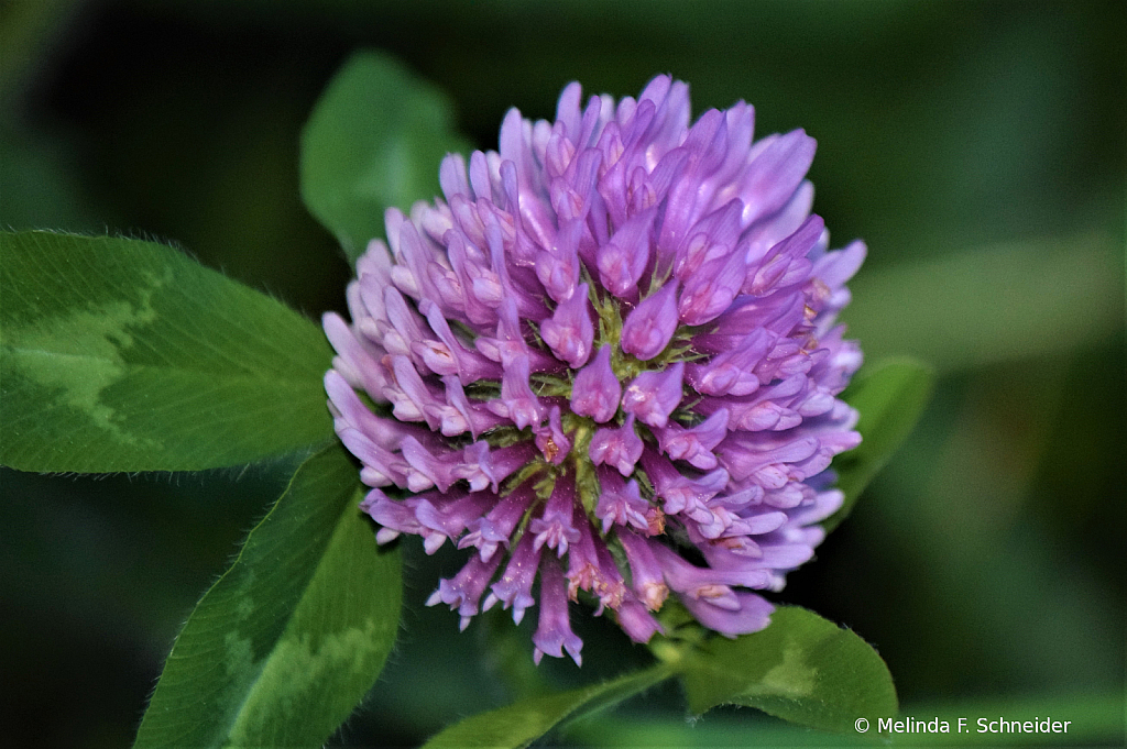 Clover Blossom