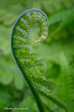 Fern Frond Unveiling