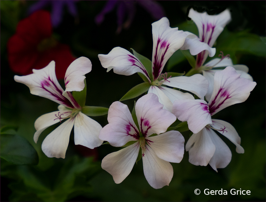 Nicotiana