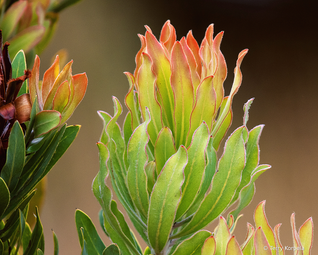 Santa Cruz Botanical Garden