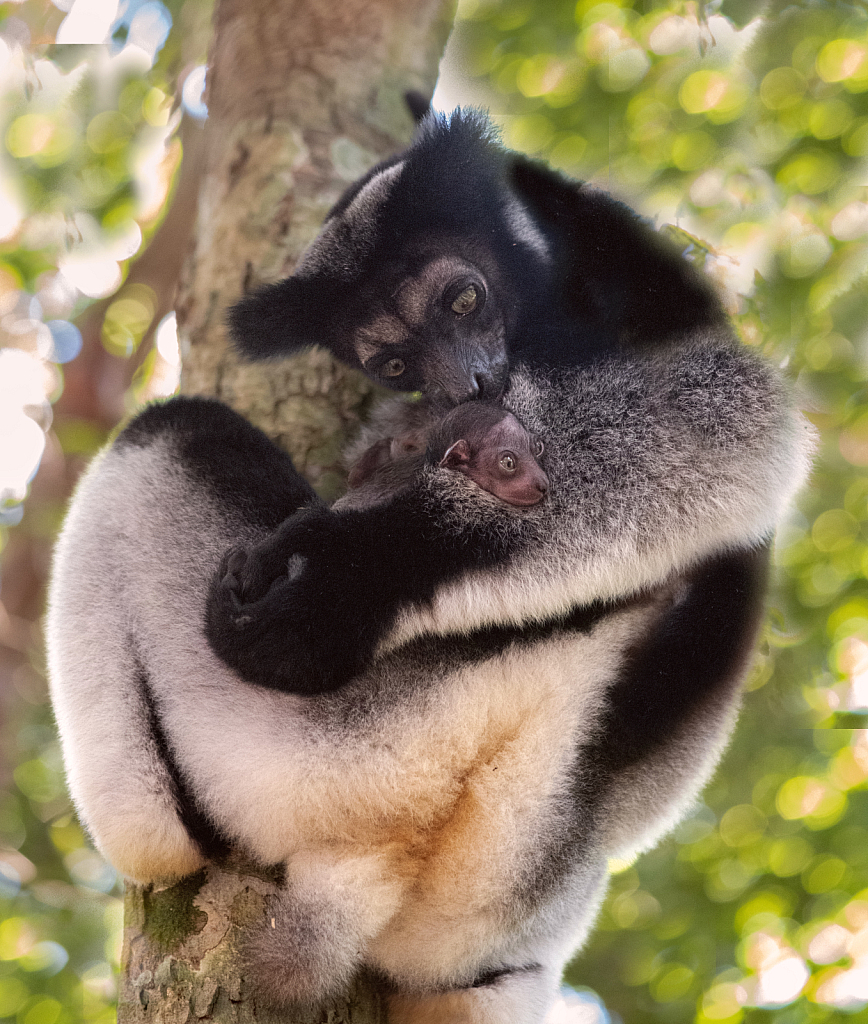 The Indri Indri with Baby - ID: 16005345 © Kitty R. Kono