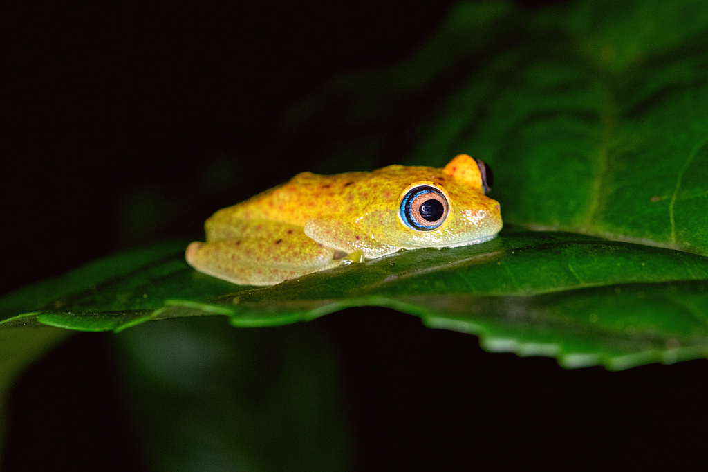 Green Bright Eyed Frog - ID: 16005347 © Kitty R. Kono