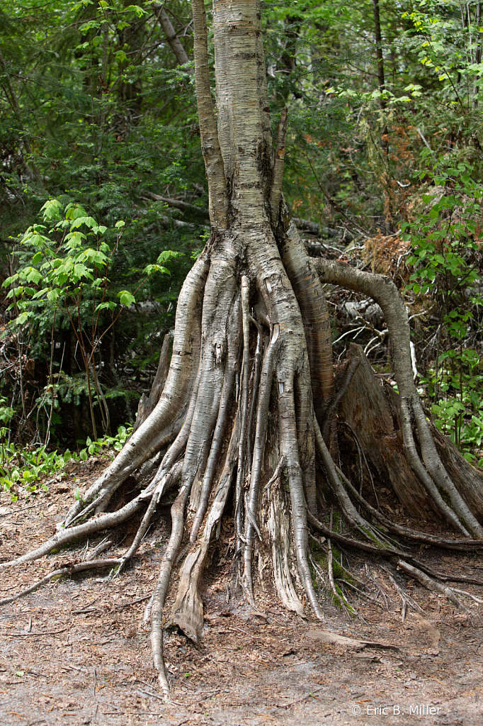 Shallow roots - ID: 16005381 © Eric B. Miller