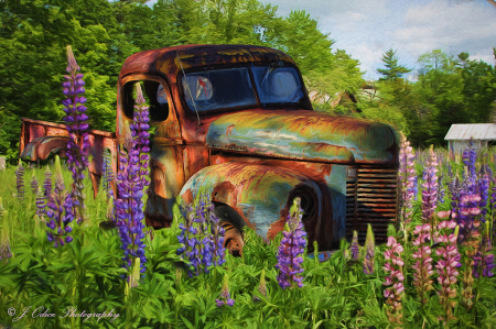 Truck and Lupines