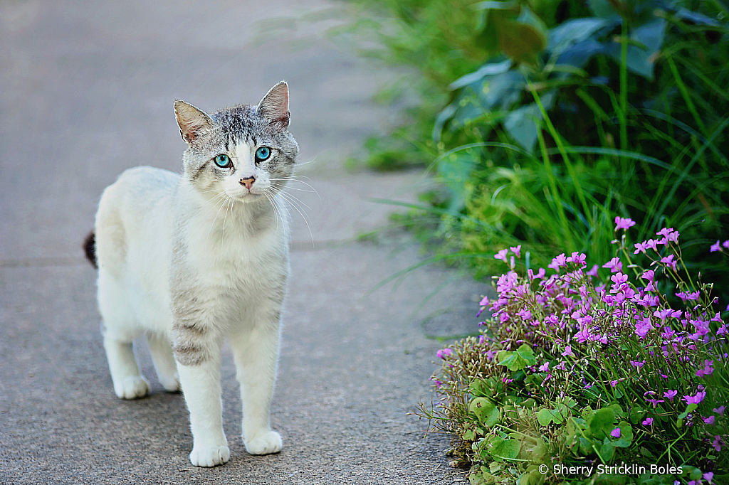 Blue-eyed Stray