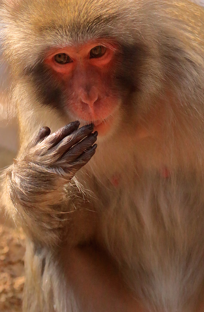 Snow Monkey Portrait