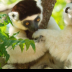 © Kitty R. Kono PhotoID# 16005480: Verreaux's Sifaka Lemurs Kissing the Hand