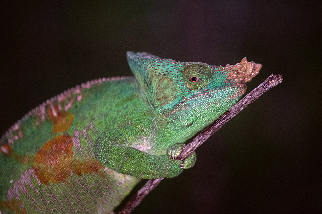 Parson's Chameleon - ID: 16005482 © Kitty R. Kono