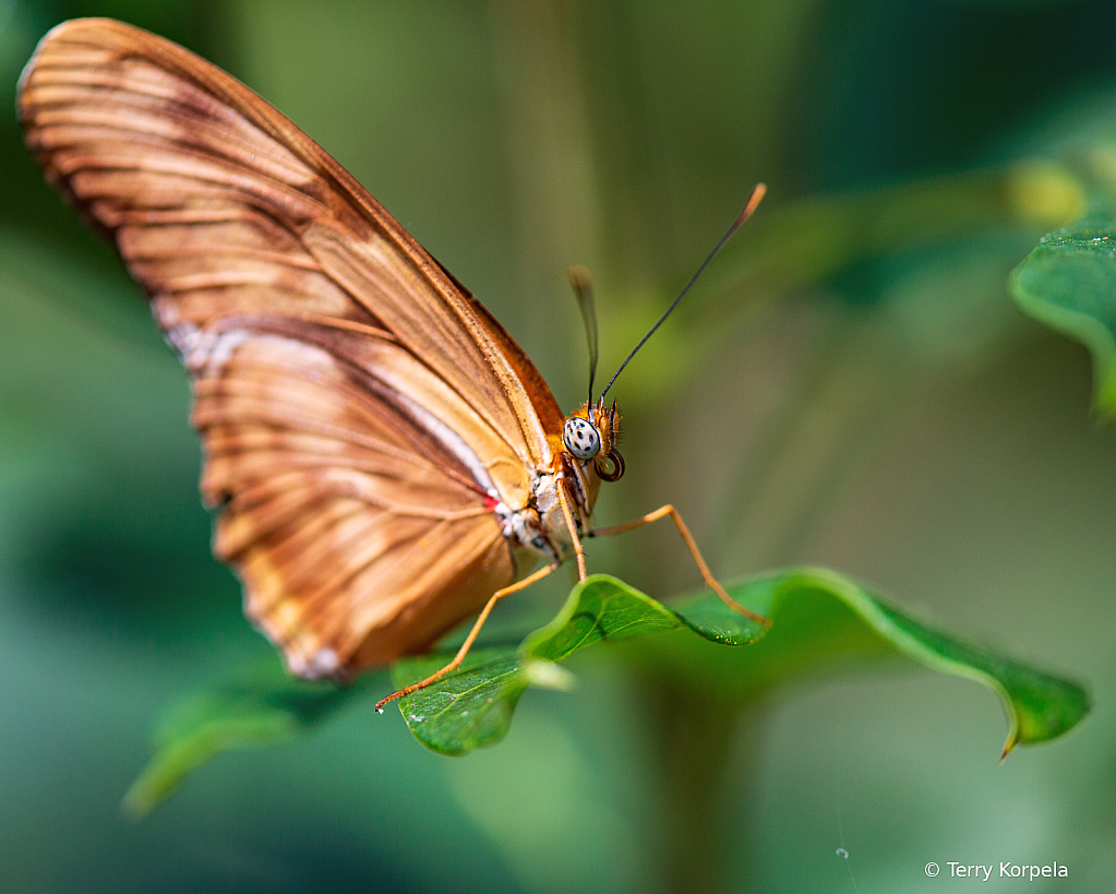 Butterfly - ID: 16005396 © Terry Korpela