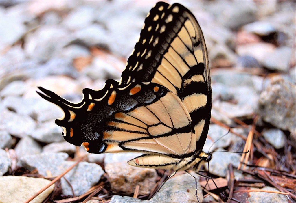 Swallowtail at rest