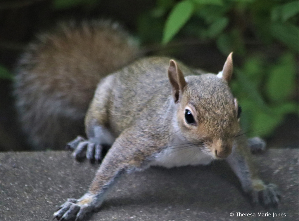 Sammy the Squirrel - ID: 16005464 © Theresa Marie Jones